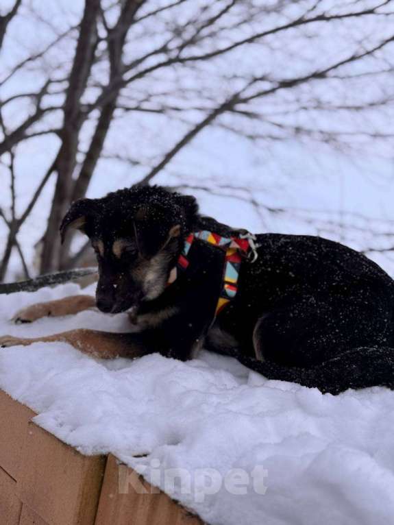 Собаки в Уфе: Щенок Девочка, 300 руб. - фото 6