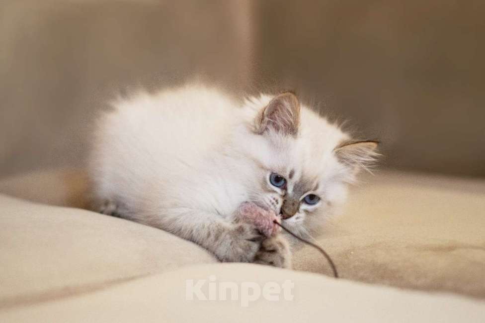 Кошки в Санкт-Петербурге: невский маскарадный котенок Мальчик, 60 000 руб. - фото 10