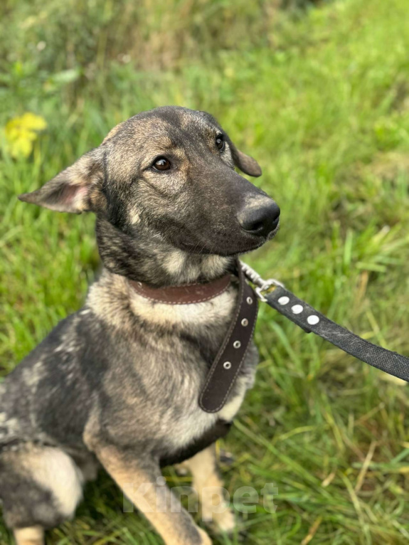 Собаки в Санкт-Петербурге: Молодой добрый и веселый пёс ищет дом Мальчик, Бесплатно - фото 1