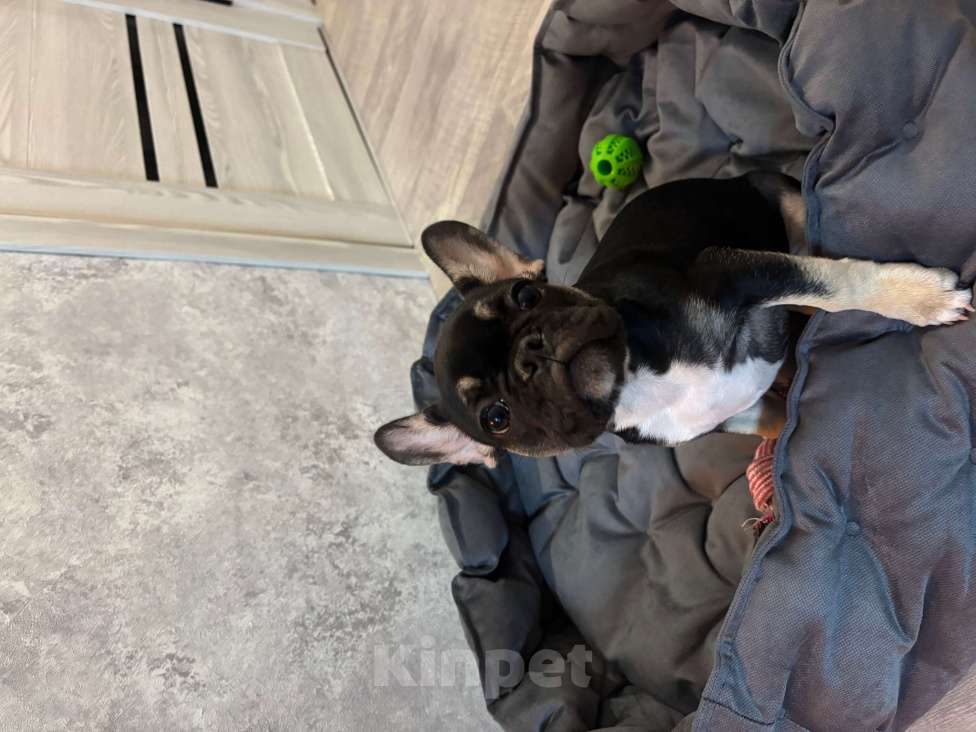 Собаки в Пензе: Девочка 3 месяца Девочка, 20 000 руб. - фото 2