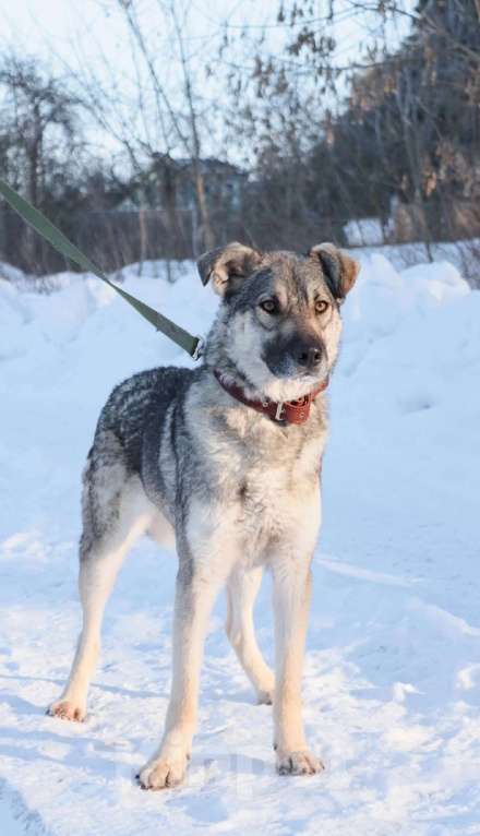 Собаки в Москве: Марси нужен дом  Девочка, Бесплатно - фото 3
