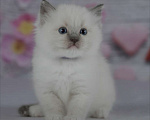 Кошки в Москве: Рэгдолл девочка с серым носиком Девочка, 30 000 руб. - фото 9