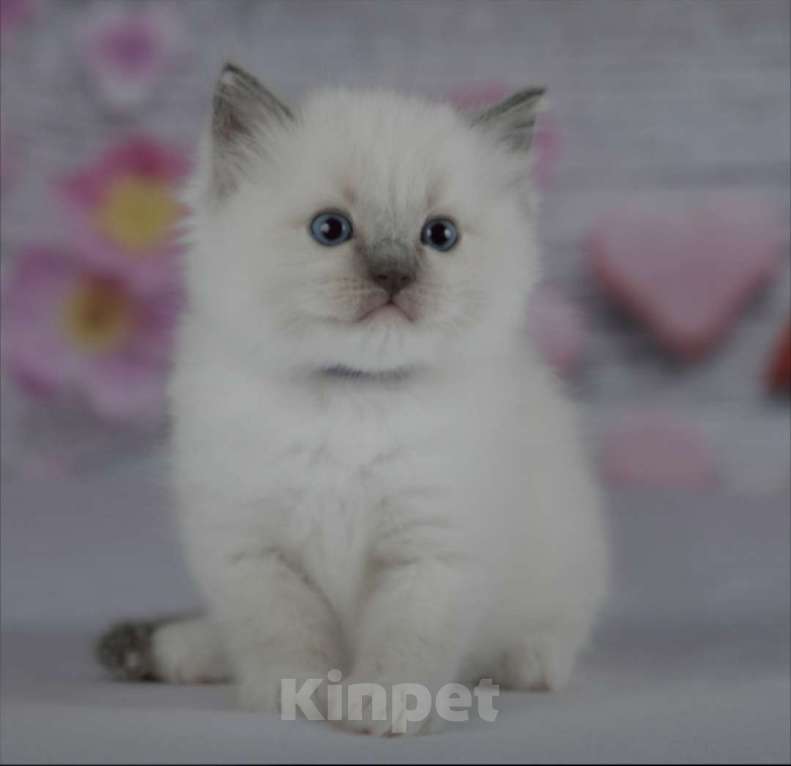 Кошки в Москве: Рэгдолл девочка с серым носиком Девочка, 30 000 руб. - фото 9