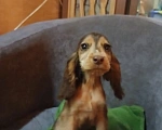 Собаки в Москве: Щенки Мальчик, Бесплатно - фото 1
