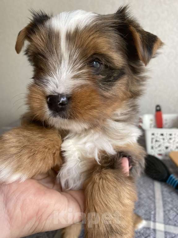 Собаки в Москве: Цветной Йорк мальчик 2 месяца  Мальчик, 25 000 руб. - фото 3