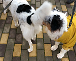 Собаки в Краснодаре: Мэй ищет дом Девочка, Бесплатно - фото 6