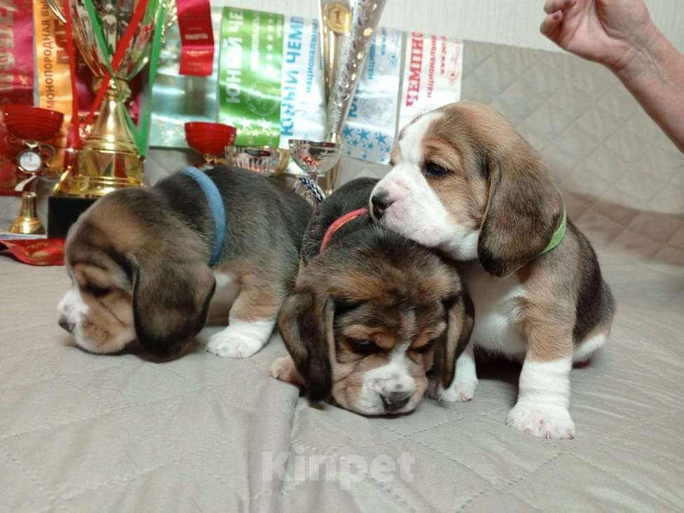 Собаки в Ангарске: Продажа щенков бигля Девочка, 60 000 руб. - фото 1