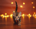 Кошки в Красном Севшем: Котёнок бенгальский Мальчик, Бесплатно - фото 2