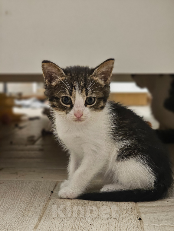 Кошки в Москве: Котята в добрые руки Разнополые, Бесплатно - фото 9