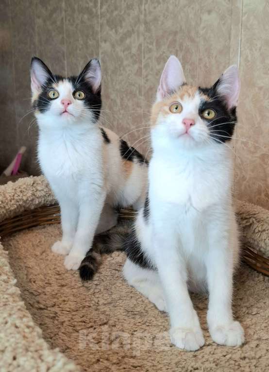 Кошки в Москве: Трехцветные котята в добрые руки  Девочка, Бесплатно - фото 4