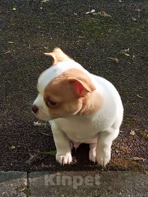 Собаки в Москве: Чухуахуа Мальчик, 20 000 руб. - фото 4