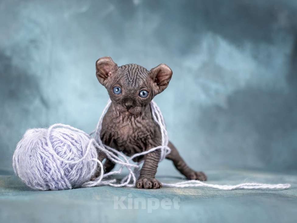 Кошки в Москве: Роскошный котенок эльфа сфинкса черный солид Мальчик, 150 000 руб. - фото 5