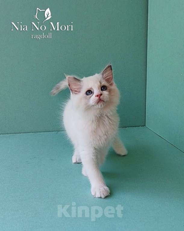 Кошки в Пензе: Котёнок девочка породы Рэгдолл - Beatrice Девочка, 65 000 руб. - фото 3