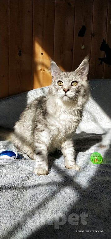 Кошки в Челябинске: 🔥🔥🔥КОТЕНОК МЕЙН-КУН МАЛЬЧИК ПИТОМНИК 🔥🔥🔥 Мальчик, 45 000 руб. - фото 10