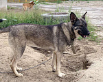 Собаки в Сургуте: Ясна ищет дом!, Бесплатно - фото 2