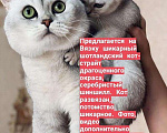 Кошки в Белогорска: Услуги вязки, 4 руб. - фото 1