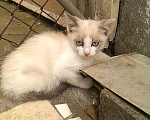 Кошки в Ставрополе: Голубоглазка Девочка, 50 руб. - фото 1