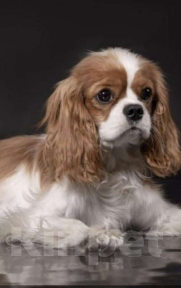 Собаки в Балаково: Девовка Девочка, 65 000 руб. - фото 2