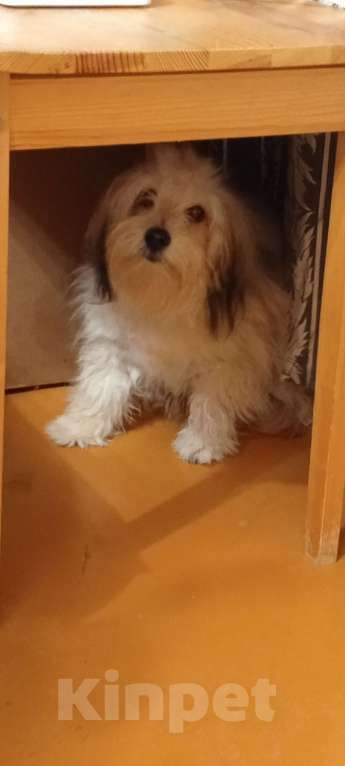 Собаки в Самаре: Продам Мальчик, 80 000 руб. - фото 9