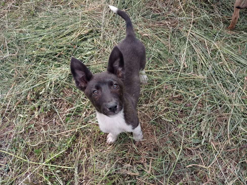 Собаки в Орле: Щенок девочка 3месяца в добрые руки отдам бесплатно. Девочка, 5 руб. - фото 5