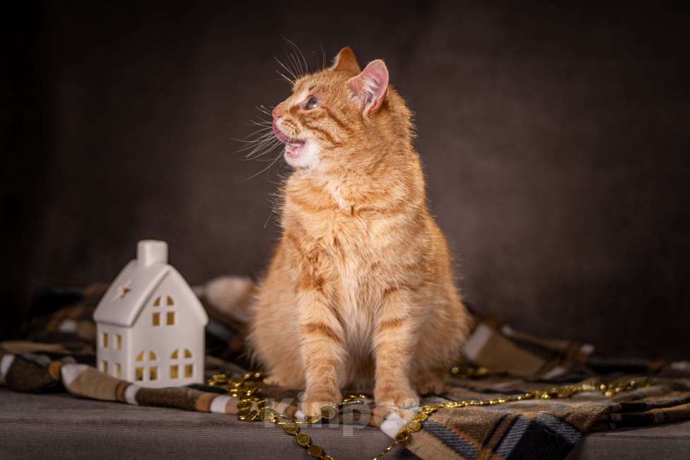 Кошки в Клине: Роуз — обаятельная рыжуля Девочка, Бесплатно - фото 5