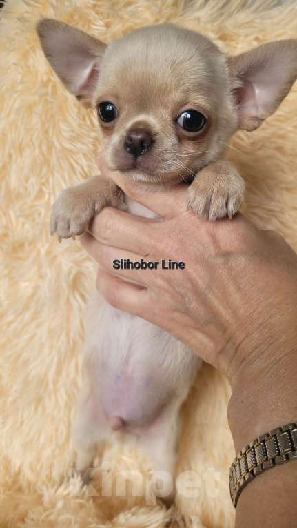 Собаки в Москве: Чихуахуа щенок мальчик 🧡🔥 Мальчик, Бесплатно - фото 3