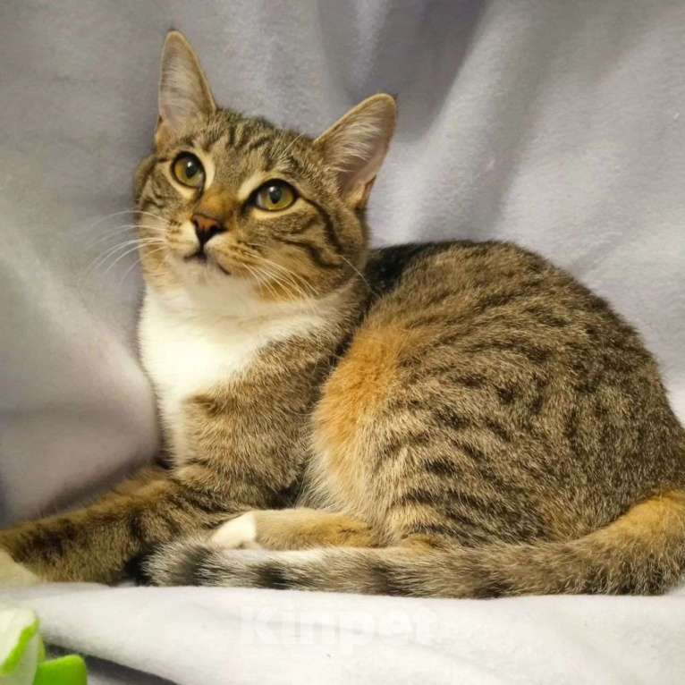 Кошки в Москве: Маленькая Стеша ищет семью Девочка, Бесплатно - фото 4