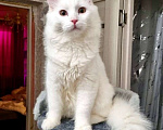 Кошки в Санкт-Петербурге: Белый красавчик котик Мальчик, Бесплатно - фото 1