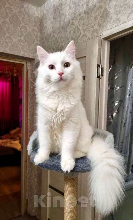 Кошки в Санкт-Петербурге: Белый красавчик котик Мальчик, Бесплатно - фото 1