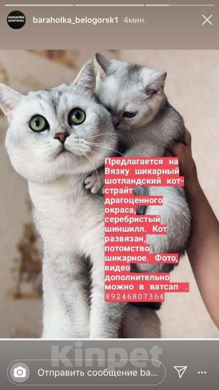 Кошки в Белогорске: Услуги вязки, 4 руб. - фото 1