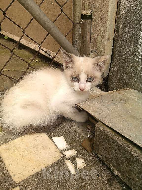Кошки в Ставрополе: Голубоглазка Девочка, 50 руб. - фото 1