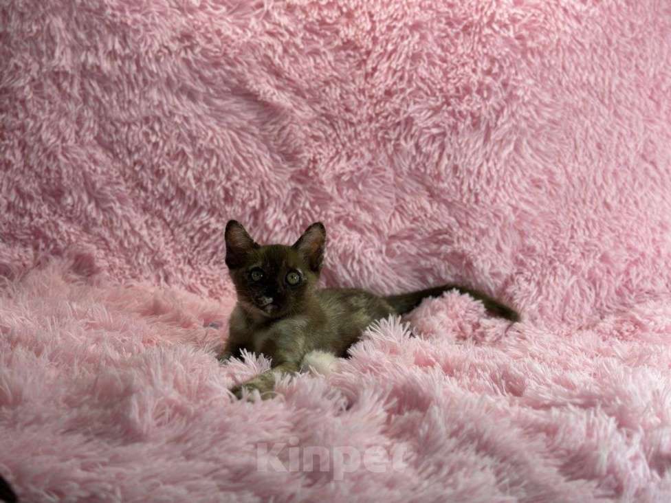 Кошки в Москве: Бурманская девочка черепашка Девочка, 35 000 руб. - фото 4