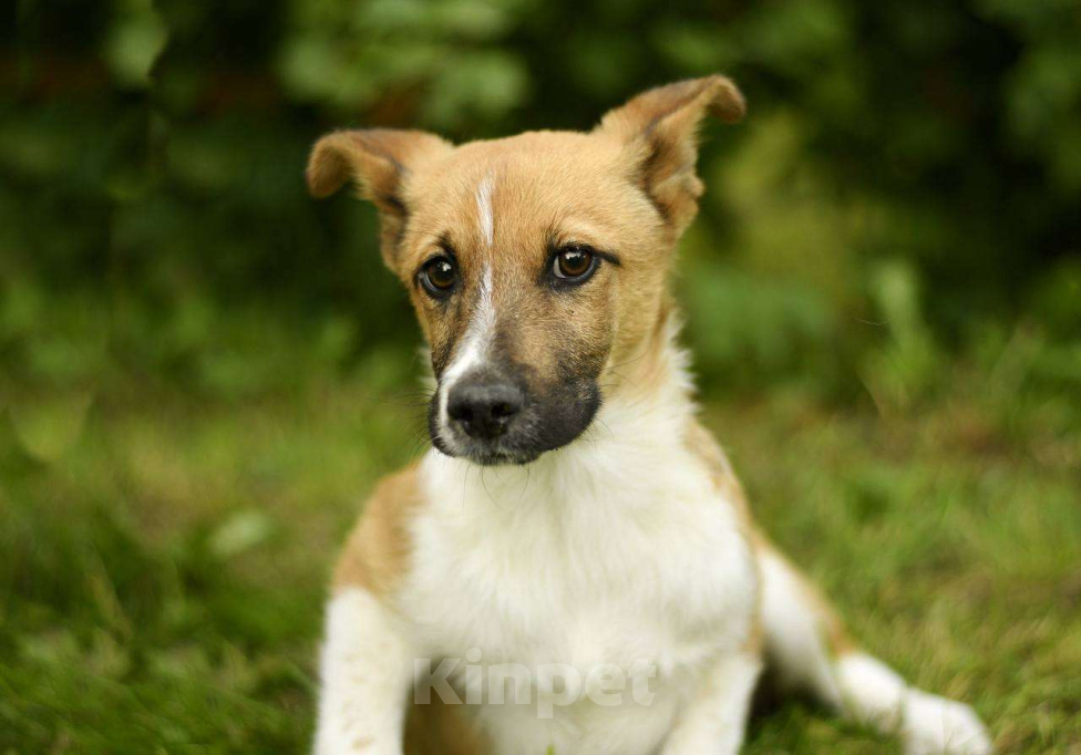 Собаки в Яхроме: Щенок Жорик ищет дом! Мальчик, Бесплатно - фото 3