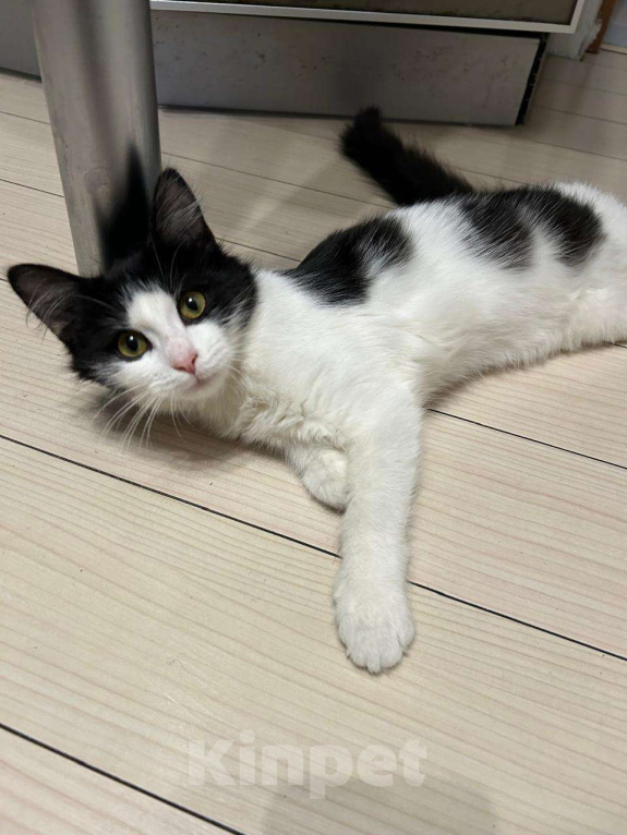 Кошки в Москве: Чудо-Бейси Девочка, Бесплатно - фото 2