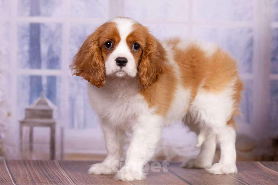 Собаки в Королеве: Кавалер Кинг Чарльз спаниель щенок девочка  Девочка, 75 000 руб. - фото 2