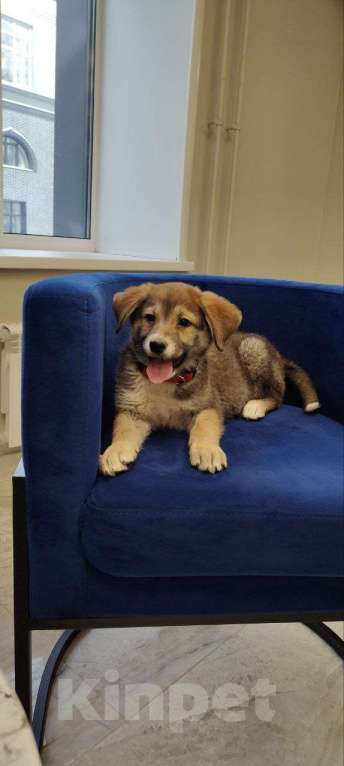 Собаки в других городах Московской области: Лилу ищет дом! Девочка, 1 руб. - фото 1