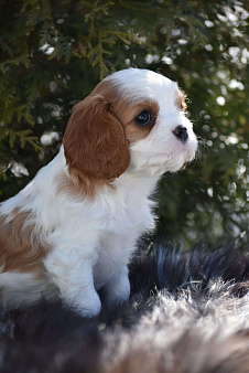 Кавалер Кинг Чарльз спаниель, мальчик