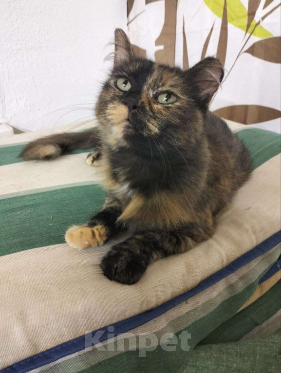 Кошки в Дмитрове: Черепашка Барабулька ищет дом. Девочка, Бесплатно - фото 6