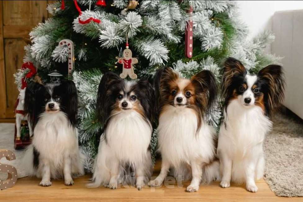 Собаки в других городах Московской области: Милый Щенок породы Папильон мальчик  Мальчик, Бесплатно - фото 2