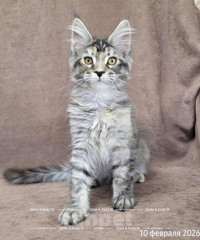Кошки в Всеволожске: Кошка мейн-кун Cora Raksi Line Девочка, Бесплатно - фото 4