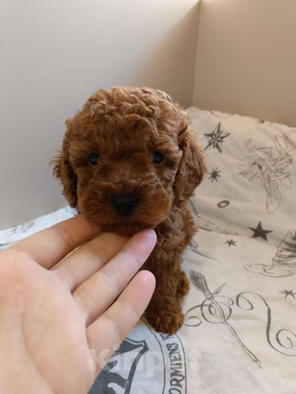 Собаки в Балашихе: Той-пудель мальчик Тедди (со всеми документами) Мальчик, 80 000 руб. - фото 2