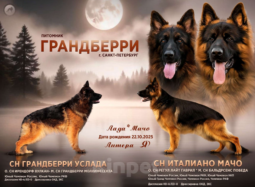 Собаки в Санкт-Петербурге: Щенок немецкой овчарки длинношерстной Девочка, 60 000 руб. - фото 3