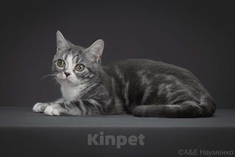 Кошки в Москве: Американская короткошерстная кошка Девочка, 70 000 руб. - фото 8