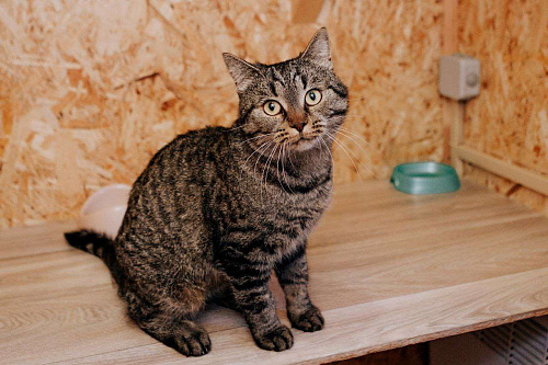 Молодая ласковая Мирочка ищет дом