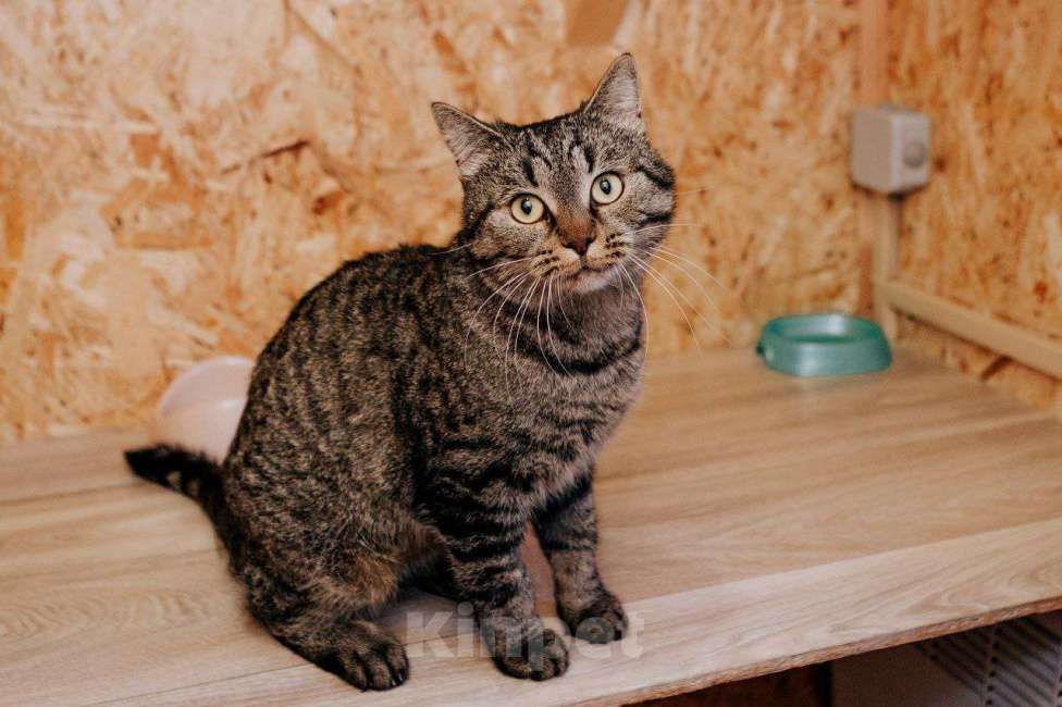 Кошки в Москве: Молодая ласковая Мирочка ищет дом Девочка, Бесплатно - фото 1