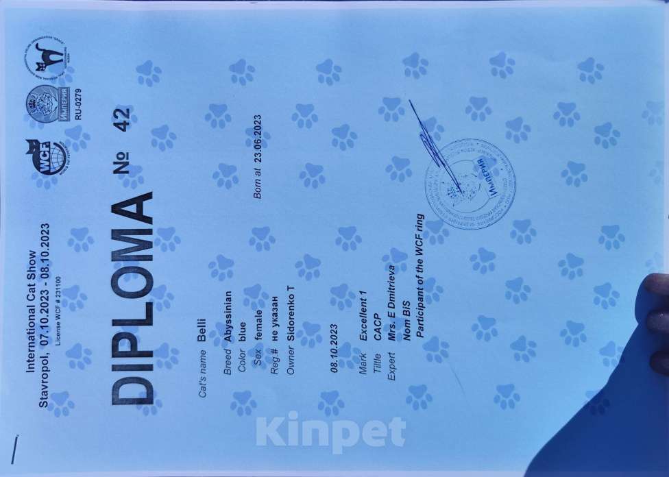 Кошки в Ставрополе: Кошечка Аби elegant pet Девочка, 45 000 руб. - фото 5