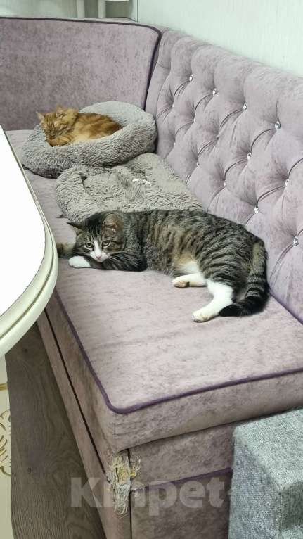 Кошки в Санкт-Петербурге: Анатоль! Котик в поисках семьи Мальчик, Бесплатно - фото 2