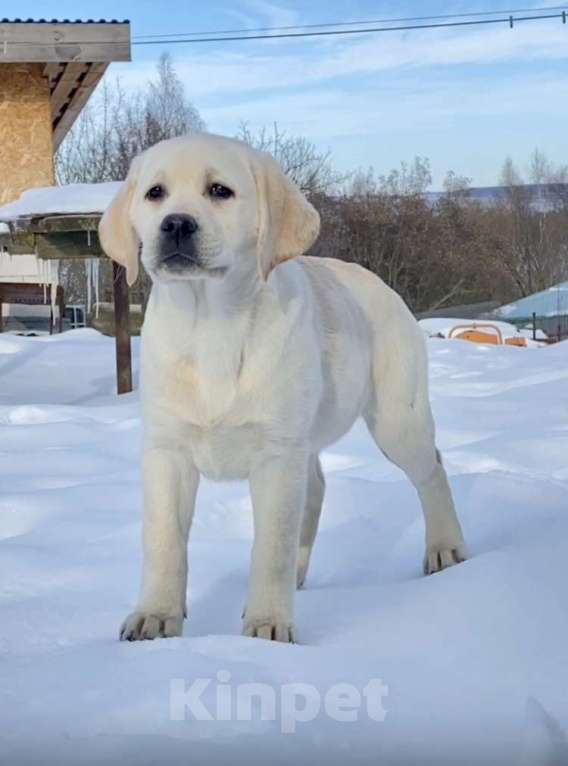 Собаки в Задонске: Девочка Лабрадора Мальчик, 70 000 руб. - фото 3