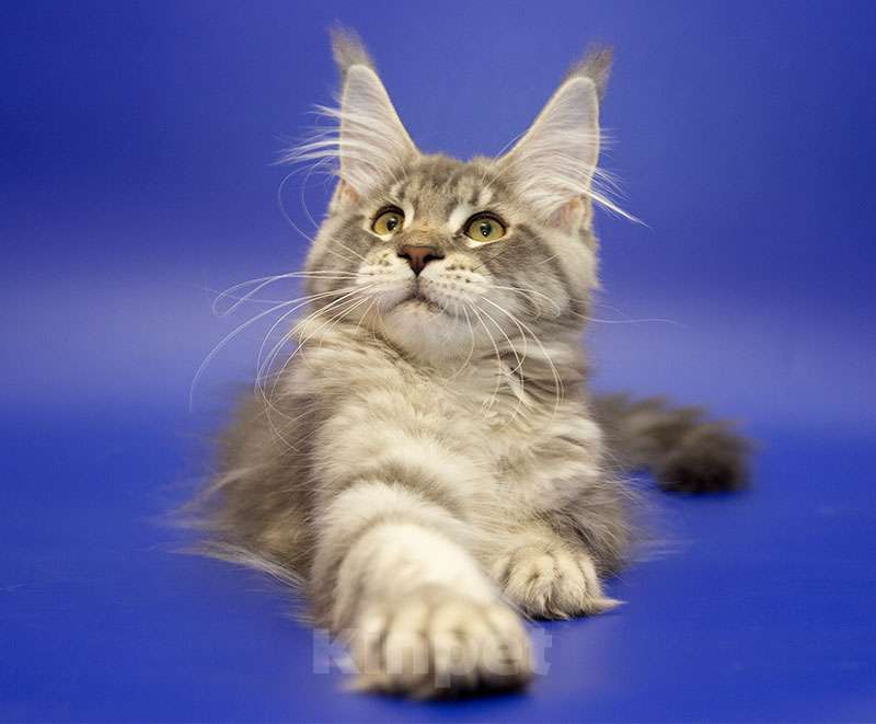 Кошки в Москве: Мейн кун котенок Девочка, Бесплатно - фото 5