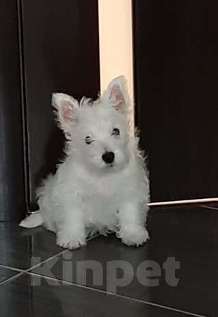 Собаки в Москве: Лучшие весты РКФ Мальчик, Бесплатно - фото 4